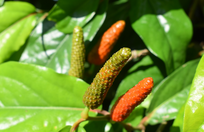 ヒハツの効果とは？研究から分かったヒハツの効果と副作用や注意する点 YOKARE