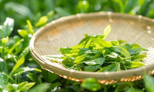 緑茶に含まれる茶カテキン