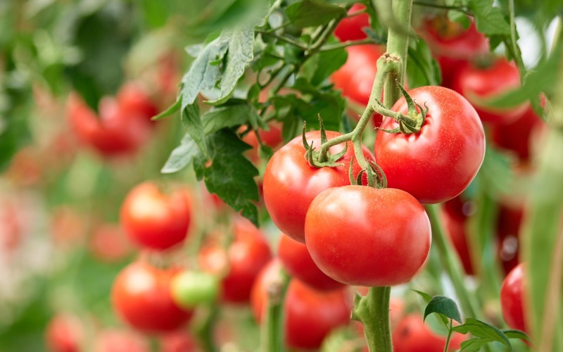 夏野菜トマトのイメージ
