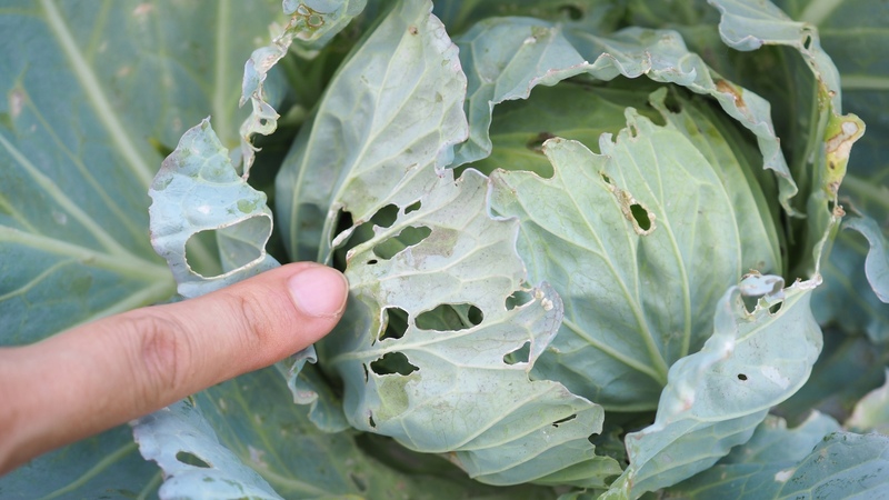 区民農園で作るのが意外に難しい野菜。トマト、キャベツ