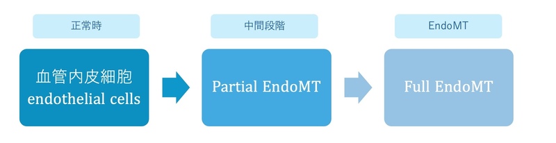 中間段階の「Partial EndoMT」