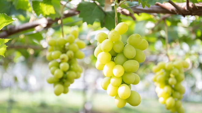 シャインマスカット