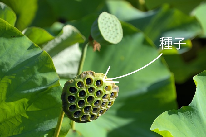 ハス胚芽エキス