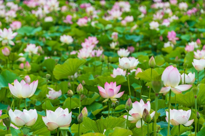 ロータスフラワーエキス