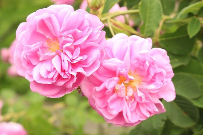 ダマスクローズ由来PDRN