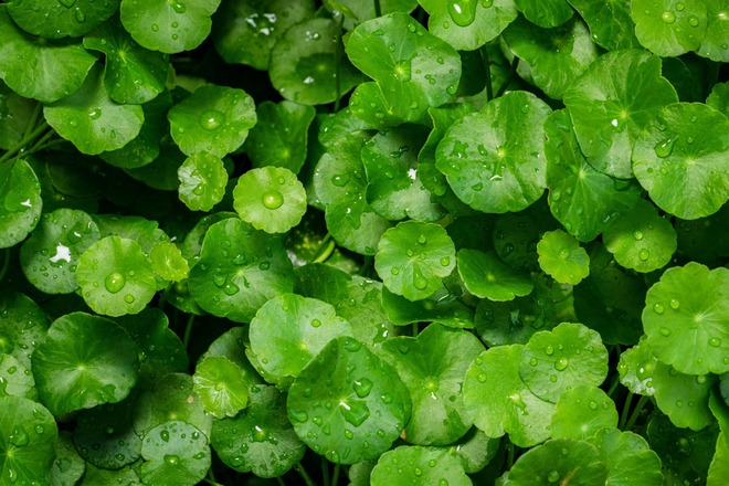 ツボクサ（CICA）由来PDRN