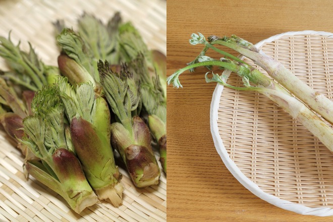春バテ対策に山菜