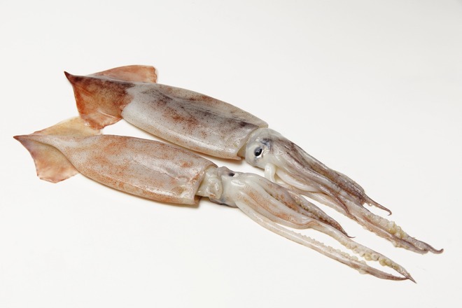 肝の機能を補う食材：イカ