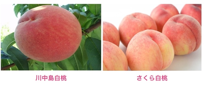 福島県産品の桃