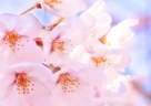 桜（さくら）は見ても、食べても、嗅いでも効果的？！桜の美容効果