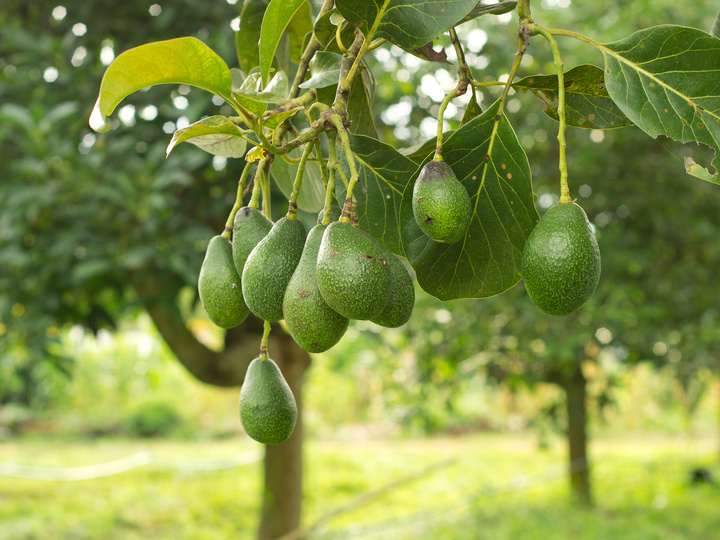 Avocado.jpg