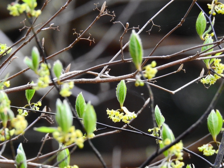 spicebush.jpg