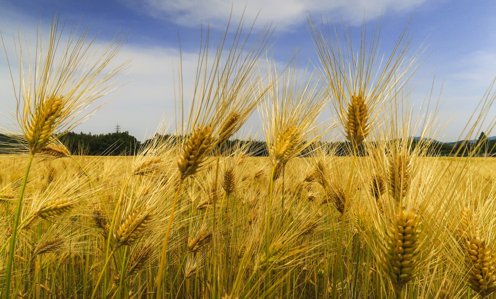 最近 流行のもち麦と押し麦の違いとは 健康の良い理由とおすすめの使い方 Yokare