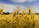 もち麦と押し麦の違いは？大麦の栄養と効能