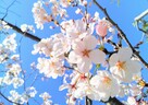 日本の代表的な桜を３種類を覚えよう！美容効果のある桜もある？！