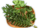 長寿の植物　シマアザミと長命草