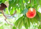 美肌ケアにもいい桃の葉の効果効能と桃の葉ローションの作り方