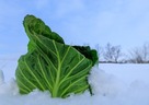 越冬野菜（えっとうやさい）は甘くて栄養価が高い？！