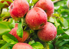 内臓脂肪が気になる方に朗報　機能性表示食品の生鮮リンゴを朝食に！