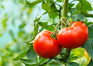 機能性表示食品の生鮮トマト、期待される効果とは？