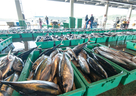 持続可能な漁業「受注漁」のメリット