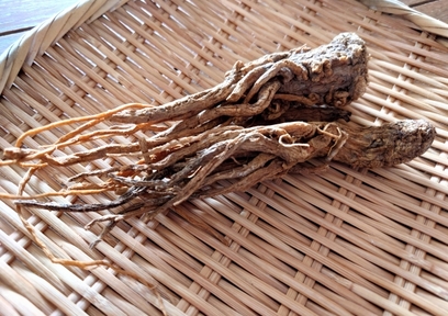 美白も保湿も叶える!トウキエキスを配合したコスメ4選