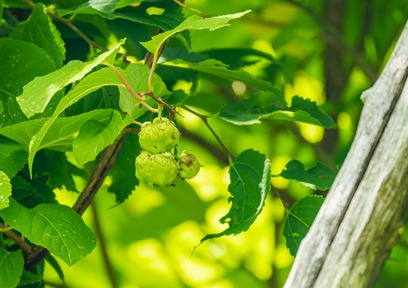 外的刺激から肌を守る？！美容成分「シルバーバイン果実抽出液」を使ったコスメ4選